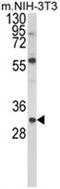 hGDNF antibody, AP18033PU-N, Origene, Western Blot image 
