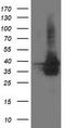 UBX Domain Protein 2B antibody, CF502483, Origene, Western Blot image 