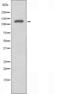 Lysophosphatidic Acid Receptor 2 antibody, orb227417, Biorbyt, Western Blot image 
