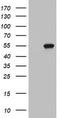 Keratin 20 antibody, TA802657S, Origene, Western Blot image 