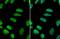 GATA Binding Protein 2 antibody, GTX113441, GeneTex, Immunofluorescence image 