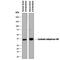 Carbonic anhydrase-related protein antibody, MAB2187, R&D Systems, Western Blot image 