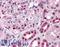 Paired Box 7 antibody, LS-B4391, Lifespan Biosciences, Immunohistochemistry frozen image 