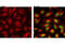 Signal transducer and activator of transcription 1-alpha/beta antibody, 7649L, Cell Signaling Technology, Immunofluorescence image 