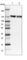 SPIN antibody, HPA026638, Atlas Antibodies, Western Blot image 