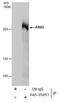 AT-Rich Interaction Domain 2 antibody, PA5-35857, Invitrogen Antibodies, Immunoprecipitation image 
