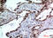 Dor antibody, GTX34279, GeneTex, Immunohistochemistry paraffin image 