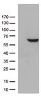 Zinc Finger Protein 480 antibody, TA812669S, Origene, Western Blot image 