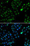 FKBP Prolyl Isomerase 3 antibody, 22-545, ProSci, Immunofluorescence image 