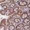 Coiled-Coil Domain Containing 184 antibody, HPA041715, Atlas Antibodies, Immunohistochemistry frozen image 