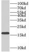 Mago Homolog, Exon Junction Complex Subunit antibody, FNab04954, FineTest, Western Blot image 