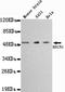 Beclin 1 antibody, LS-C178283, Lifespan Biosciences, Western Blot image 