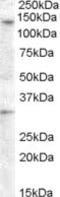 Probable G-protein coupled receptor 125 antibody, MBS422030, MyBioSource, Western Blot image 