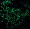 Ubiquitin Conjugating Enzyme E2 N antibody, orb87386, Biorbyt, Immunocytochemistry image 