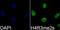 Histone Cluster 4 H4 antibody, LS-C335310, Lifespan Biosciences, Immunofluorescence image 