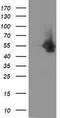 Docking Protein 7 antibody, LS-C787212, Lifespan Biosciences, Western Blot image 