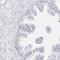 GLIPR1 Like 1 antibody, HPA042095, Atlas Antibodies, Immunohistochemistry frozen image 