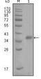 Fatty Acid Binding Protein 4 antibody, MA5-15433, Invitrogen Antibodies, Western Blot image 