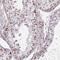 Zinc Finger Protein 689 antibody, HPA054095, Atlas Antibodies, Immunohistochemistry frozen image 