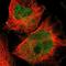 SKI Like Proto-Oncogene antibody, NBP1-87020, Novus Biologicals, Immunofluorescence image 