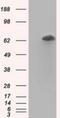 Ran GTPase Activating Protein 1 antibody, NBP2-02623, Novus Biologicals, Western Blot image 