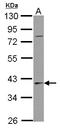 SERPINB7 antibody, LS-C155689, Lifespan Biosciences, Western Blot image 