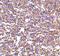CD180 antigen antibody, 3845, ProSci, Immunohistochemistry paraffin image 