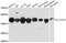 Calcium-binding mitochondrial carrier protein SCaMC-1 antibody, abx126571, Abbexa, Western Blot image 