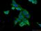 Breast Carcinoma Amplified Sequence 1 antibody, 25776-1-AP, Proteintech Group, Immunofluorescence image 