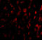 Platelet glycoprotein VI antibody, 4769, ProSci Inc, Immunofluorescence image 