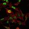 Orthodenticle Homeobox 2 antibody, GTX60449, GeneTex, Immunofluorescence image 