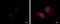 LSM14A MRNA Processing Body Assembly Factor antibody, GTX120187, GeneTex, Immunocytochemistry image 