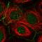 F-Box And Leucine Rich Repeat Protein 2 antibody, HPA061783, Atlas Antibodies, Immunofluorescence image 