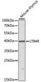 Leukotriene B4 Receptor antibody, LS-C750013, Lifespan Biosciences, Western Blot image 
