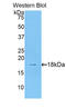 PDGFB antibody, LS-C300440, Lifespan Biosciences, Western Blot image 