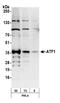 Cyclic AMP-dependent transcription factor ATF-1 antibody, NBP1-52647, Novus Biologicals, Western Blot image 
