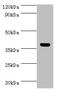 Ubiquitin-like-conjugating enzyme ATG3 antibody, A55479-100, Epigentek, Western Blot image 