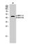 DUSP1 antibody, A02276S296, Boster Biological Technology, Western Blot image 