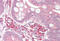 Ubiquitin Specific Peptidase 7 antibody, MBS243015, MyBioSource, Immunohistochemistry frozen image 