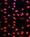 Histone Cluster 3 H3 antibody, GTX54134, GeneTex, Immunofluorescence image 