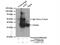 Cyclic AMP-dependent transcription factor ATF-1 antibody, 11946-1-AP, Proteintech Group, Immunoprecipitation image 
