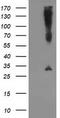 Synaptosome Associated Protein 25 antibody, TA502964, Origene, Western Blot image 