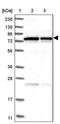 Prolyl endopeptidase antibody, PA5-56725, Invitrogen Antibodies, Western Blot image 