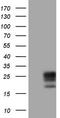Adiponectin, C1Q And Collagen Domain Containing antibody, TA805085S, Origene, Western Blot image 