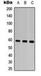 Matrix metalloproteinase-28 antibody, orb234910, Biorbyt, Western Blot image 