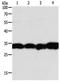 Napsin A Aspartic Peptidase antibody, orb107440, Biorbyt, Western Blot image 