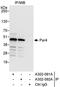 Pro-Apoptotic WT1 Regulator antibody, A302-092A, Bethyl Labs, Immunoprecipitation image 