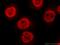 FGF1 Intracellular Binding Protein antibody, 15968-1-AP, Proteintech Group, Immunofluorescence image 