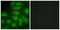 Diacylglycerol Kinase Iota antibody, LS-C118721, Lifespan Biosciences, Immunofluorescence image 