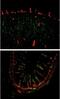 Lymphatic Endothelial Cells antibody, NB110-96416, Novus Biologicals, Immunocytochemistry image 
